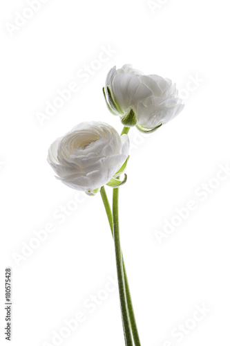 rosas blancas aisladas