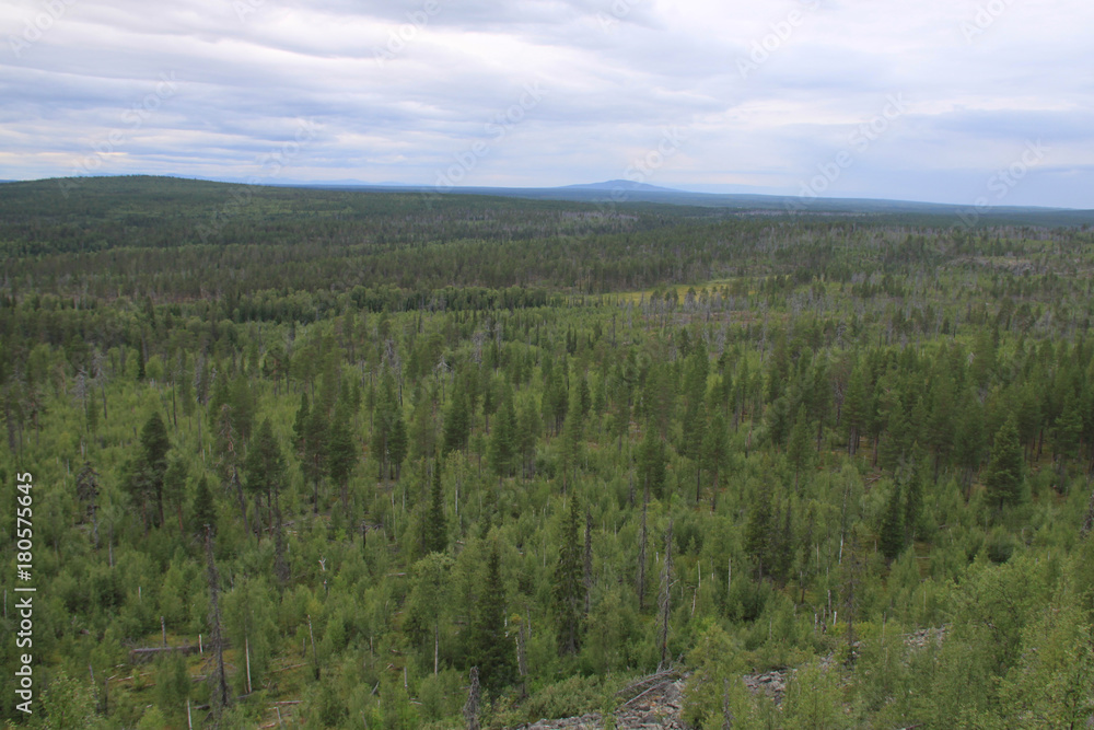 Taiga. Forest. Kola Peninsula. (The Vast Russia! Sergey, Bryansk.) Taiga. Forest. Kola Peninsula. (The Vast Russia! Sergey, Bryansk.)