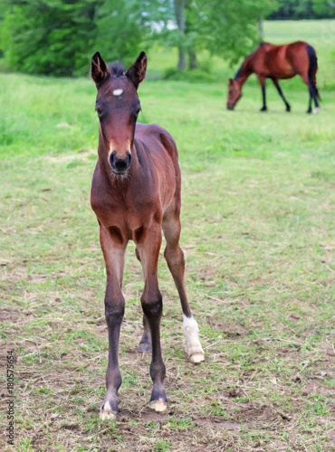 Filly Standing On Her Own  © Ainslie