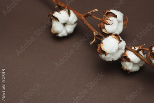 Organic Cotton Dried Plant Flower Branch in he corner on Brown Background.