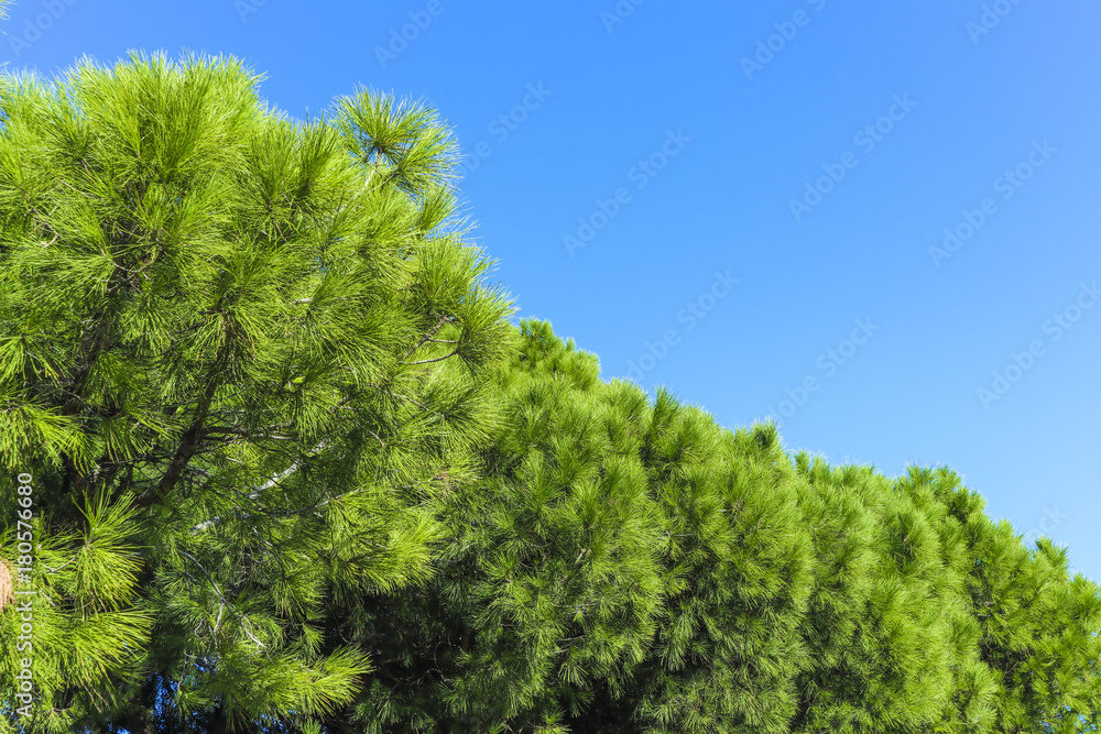 Mediterraner Pinienbaum Immergrün