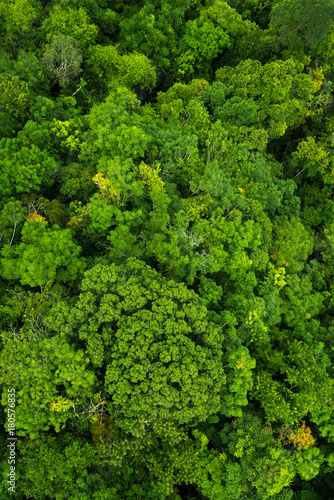 Top view of the green forest