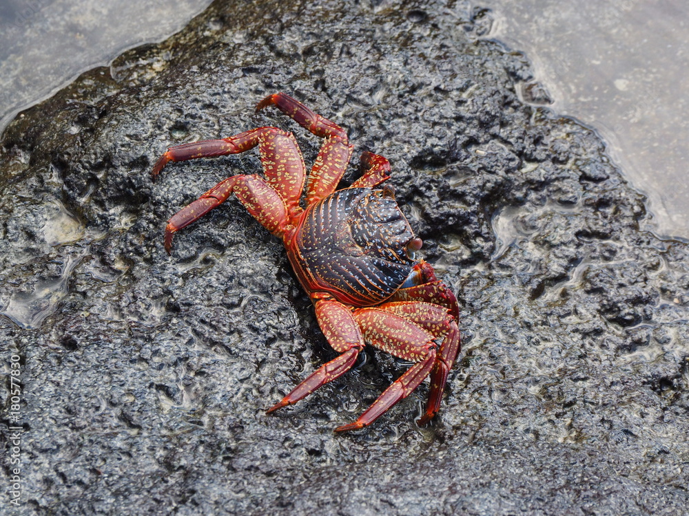 Helicopter view of a galapagos crab at puerta ayora Helicopter view of a galapagos crab at puerta ayora