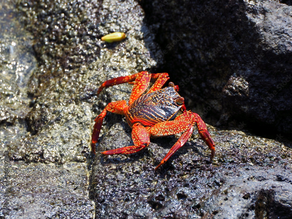 red galapagos crab with a black back at puerta ayora