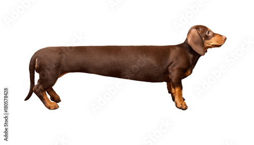 Extra long dachshund, manipulated image of a very Long Dachshund, standing in front of white background, studio shot photo