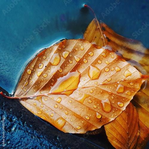 Golden fall leaf in rain photo