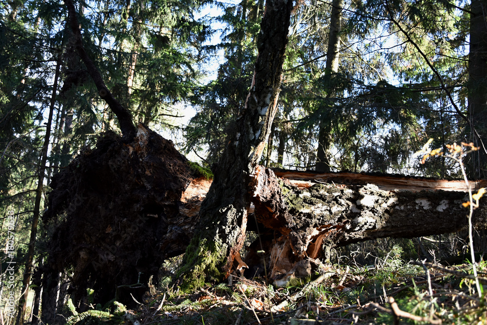 Broken birch tree in the storm and the whirlwind. Broken birch tree in the storm and the whirlwind.