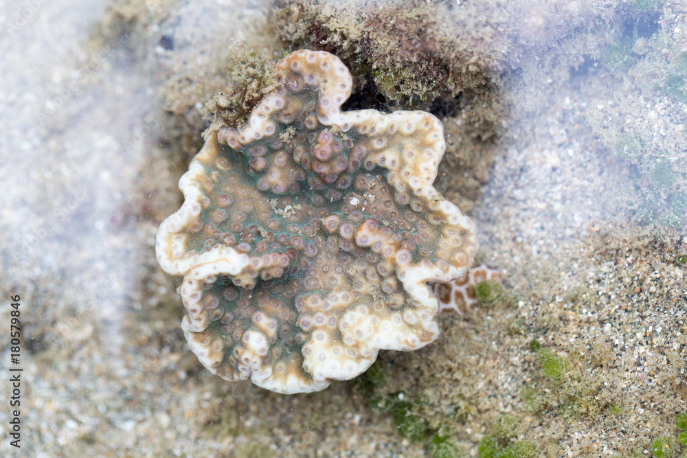Coral reefs are built from stony corals, which in turn consist of polyps for education in nature. Coral reefs are built from stony corals, which in turn consist of polyps for education in nature.