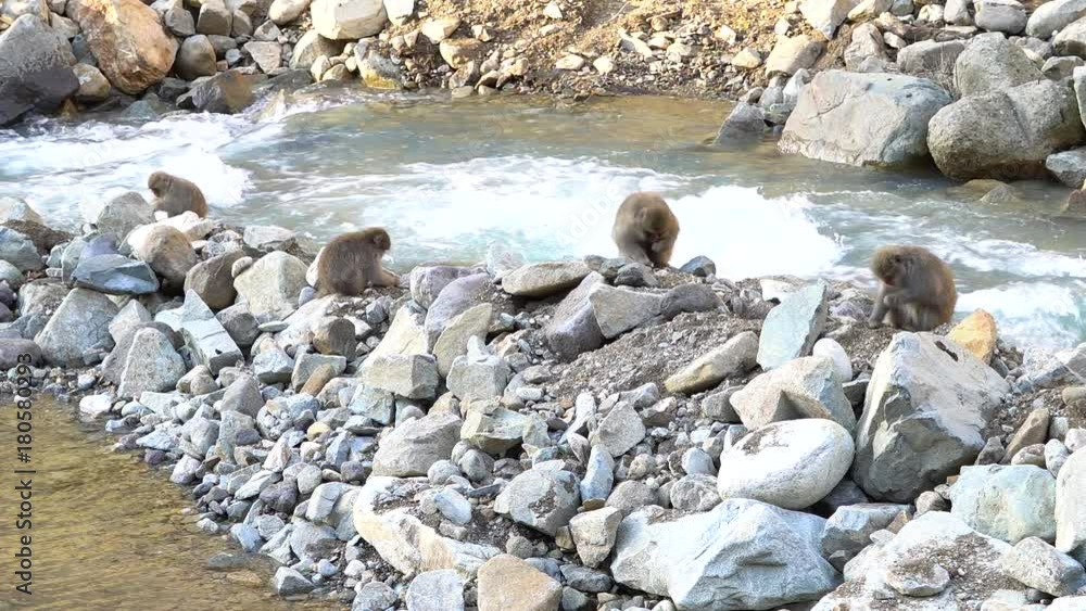 地獄谷野猿公苑のニホンザル