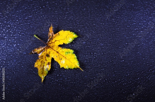Yellow autumn maple leaf on blue wet glass. Nature background.