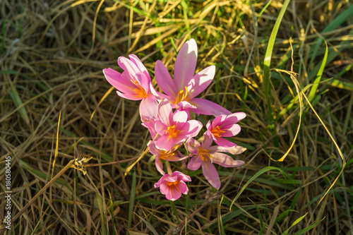 Group of pink Autumn Crocus flowers