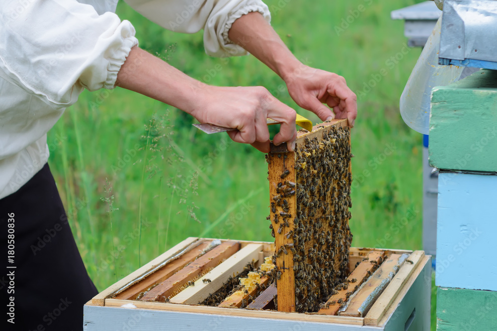 The beekeeper works with bees near the hives. Apiculture. The beekeeper works with bees near the hives. Apiculture.