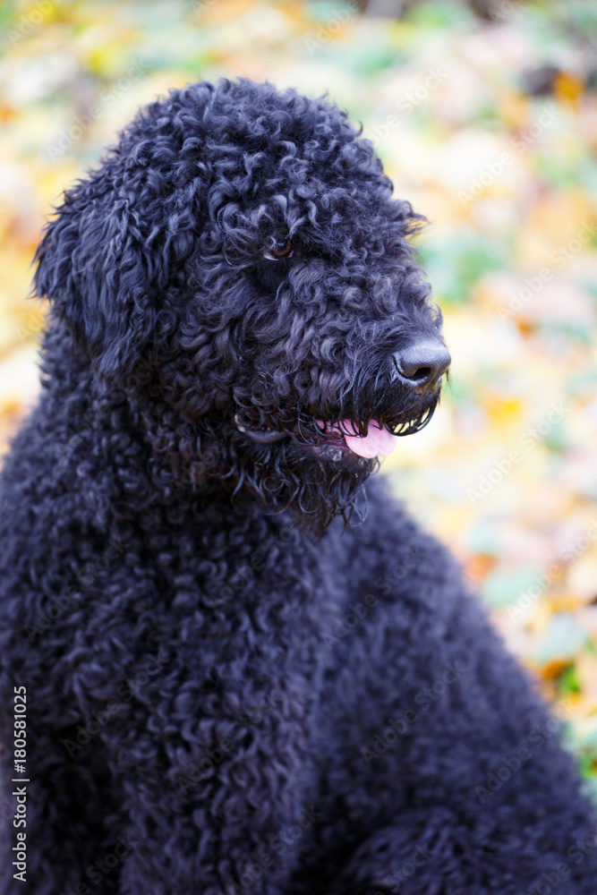 Black russian terrier dog Black russian terrier dog