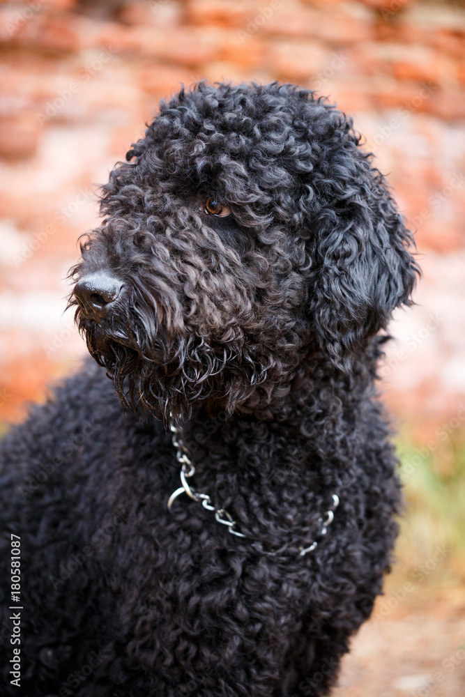 Black russian terrier dog