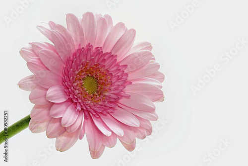 Rosa Gerbera mit wei  en Hintergrund