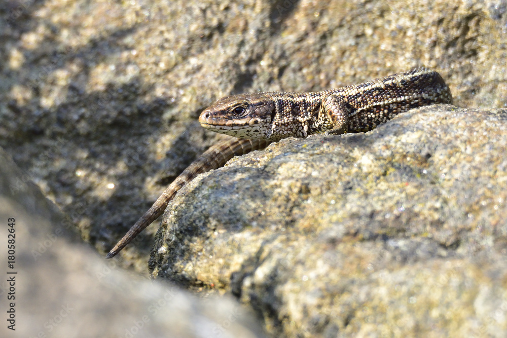 Naklejka premium Zauneidechse beim Sonnenbad