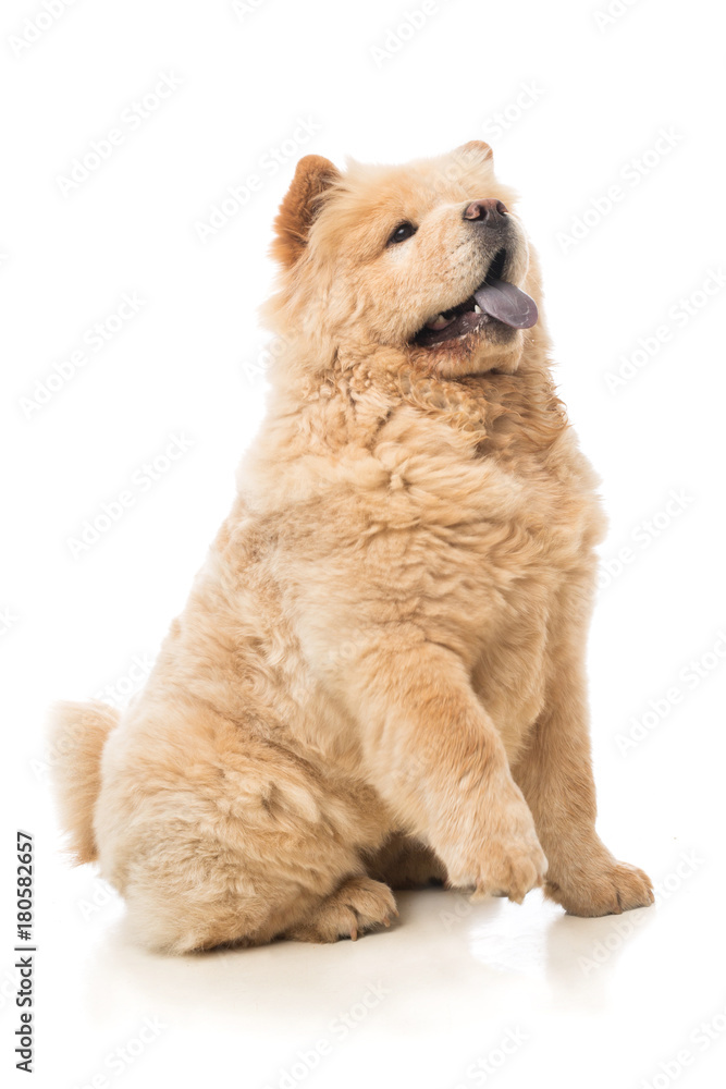 Chow chow beige foto de Stock Adobe Stock