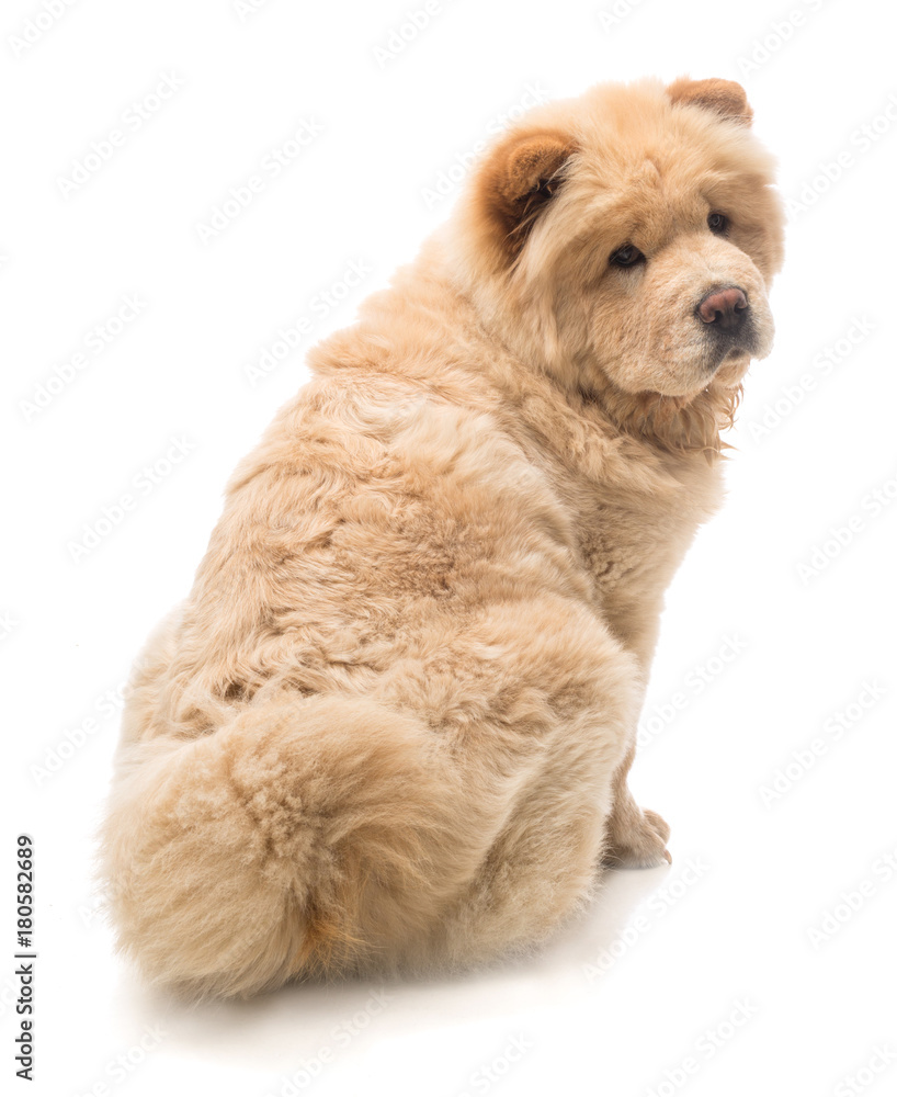 Fototapeta premium Chow-chow beige