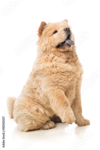 Chow-chow beige