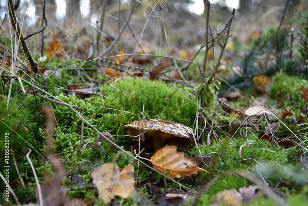 Frosty old mushroom in the forest Frosty old mushroom in the forest