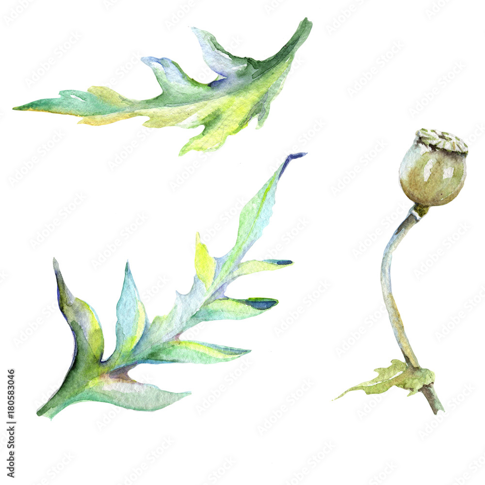 Obraz premium Wildflower poppy flower in a watercolor style isolated. Full name of the plant: poppy, papaver, opium. Aquarelle wild flower for background, texture, wrapper pattern, frame or border.