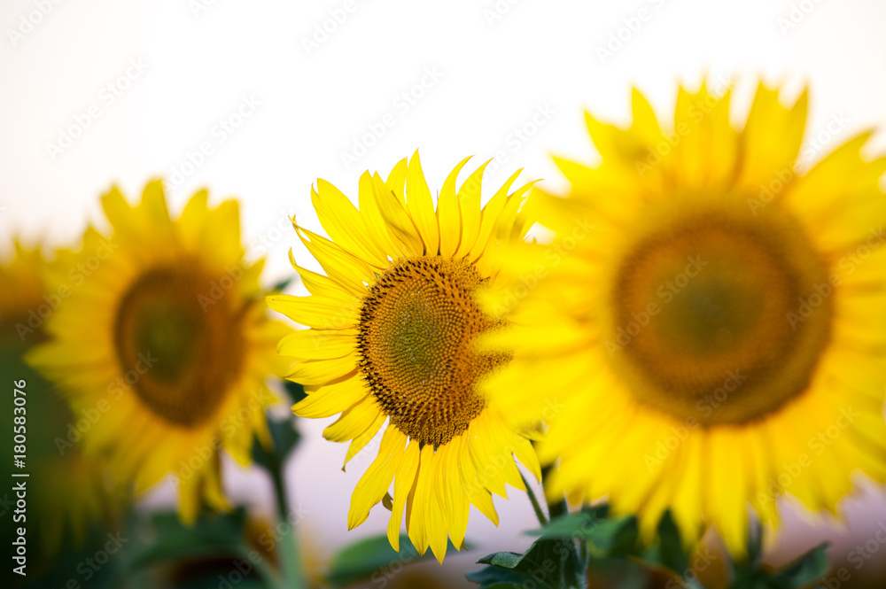 Sunflowers field on sunset time