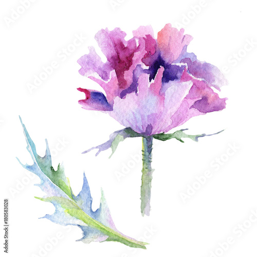 Wildflower poppy flower in a watercolor style isolated. Full name of the plant: poppy, papaver, opium. Aquarelle wild flower for background, texture, wrapper pattern, frame or border.