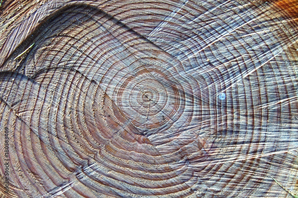 Fototapeta premium the heart of the wood