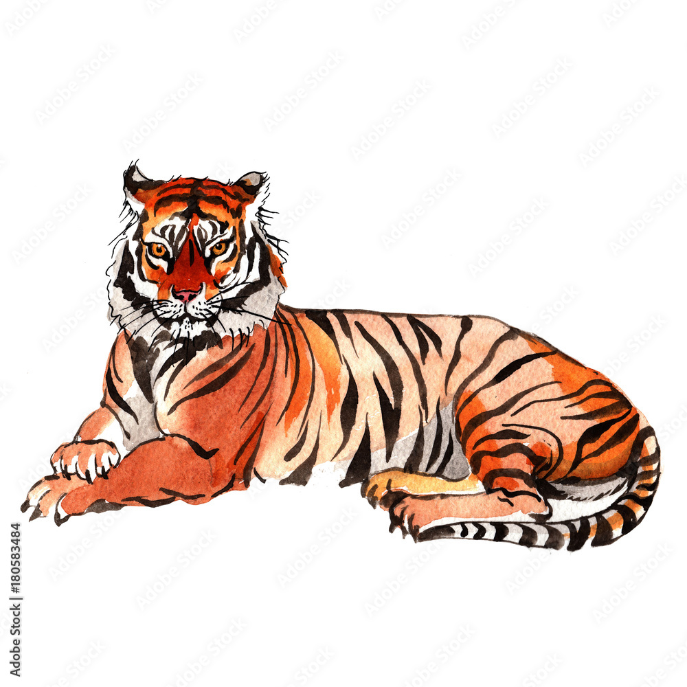 Obraz premium Exotic tiger wild animal in a watercolor style isolated. Full name of the animal: tiger. Aquarelle wild animal for background, texture, wrapper pattern or tattoo.