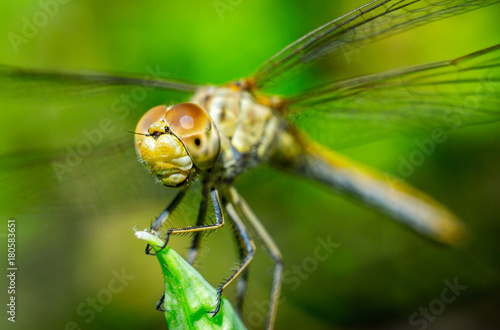 dragonfly on a grass background