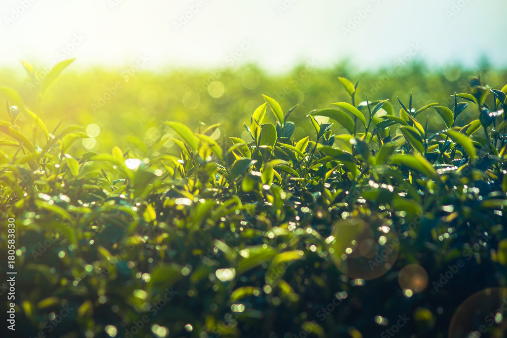 Close up green tea leaves in tea plantation with bokeh and sunlight in the morning at Chiang Rai Province, Thailand. (Selective focus)
