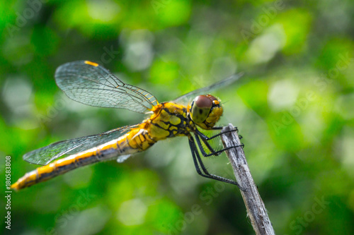 dragonfly on a grass background