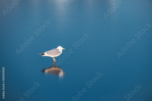 Möwe steht auf Eis im Hafen