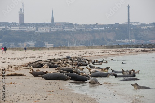 Kegelrobben (Halichoerus grypus) und Seehunde (Phoca vitulina vitulina) liegen auf Sandstrand, Kolonie, Menschen, Insel Helgoland, 