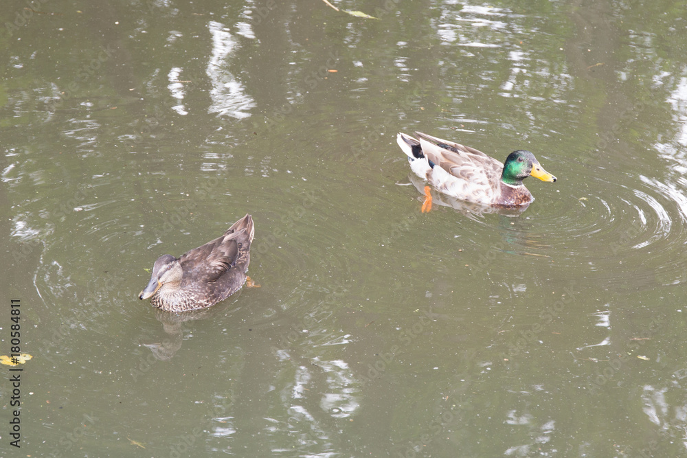 two duck male and female in lake city park