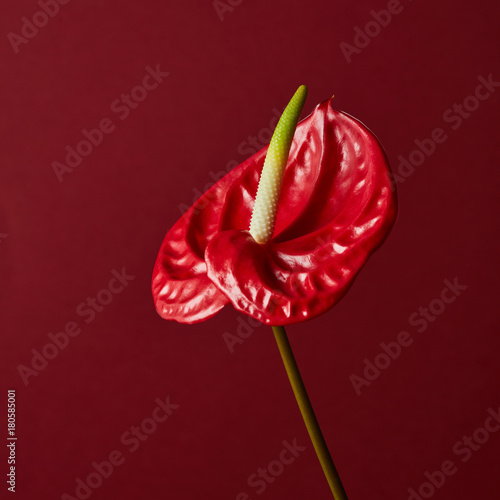 Canvas Print red flower on red background