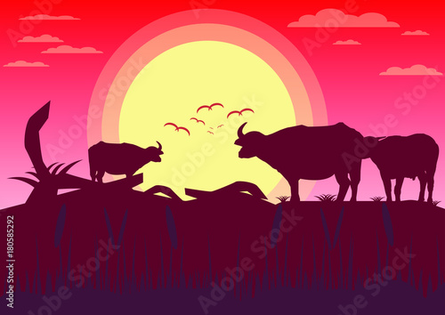 Buffalo sunset evening and grassland meadow landscape vector Illustrator