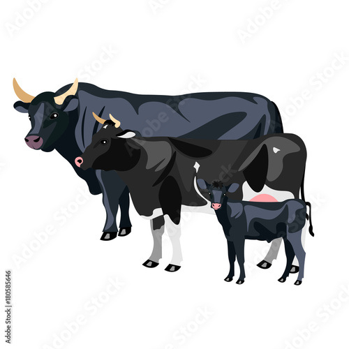 Cow Calf and Bull isolated