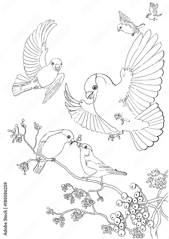 Hand drawn illustration of six happy bullfinches and mountain ash branches with berries black and white Hand drawn illustration of six happy bullfinches and mountain ash branches with berries black and white