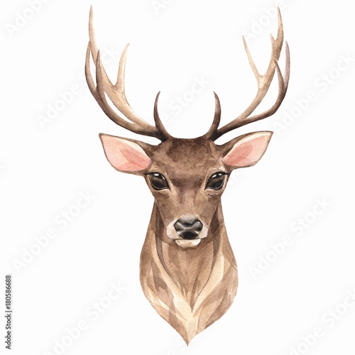 Noble deer. Watercolor illustration 1