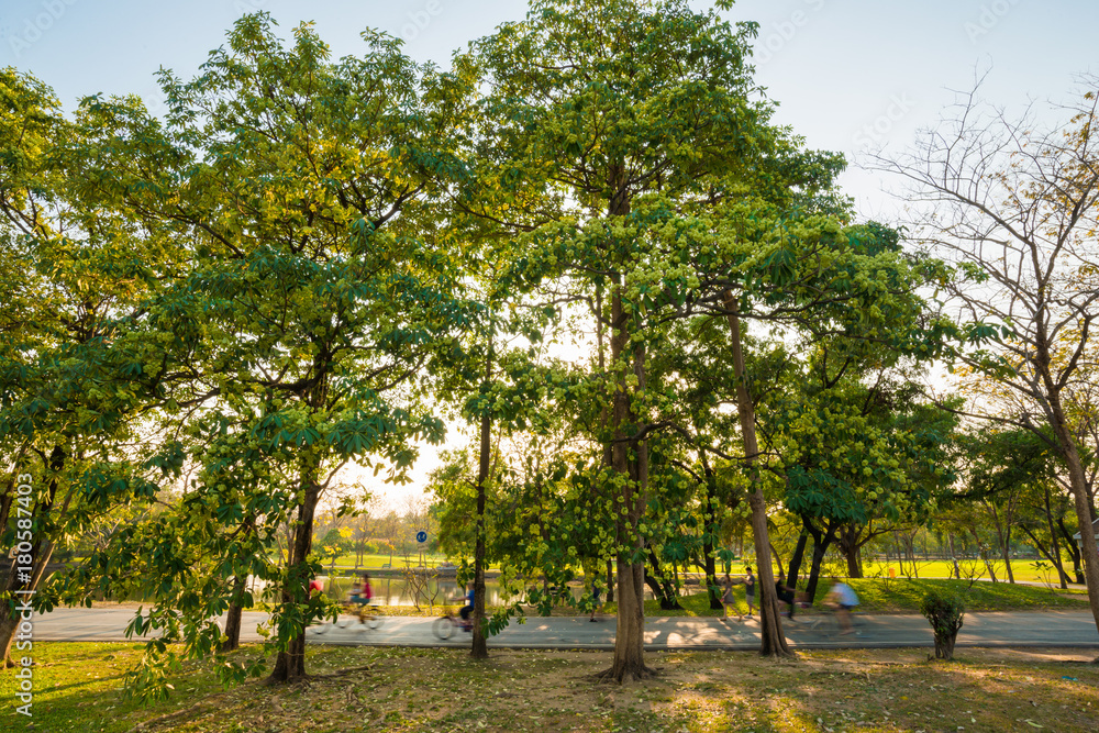 Beautiful park green scenery with meadow grass field Beautiful park green scenery with meadow grass field