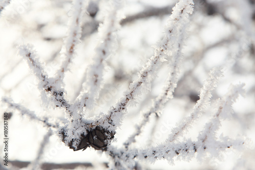 branches covered by snow