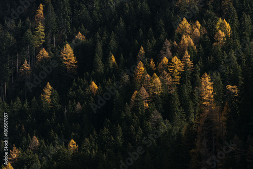 View of pine forest during autumn