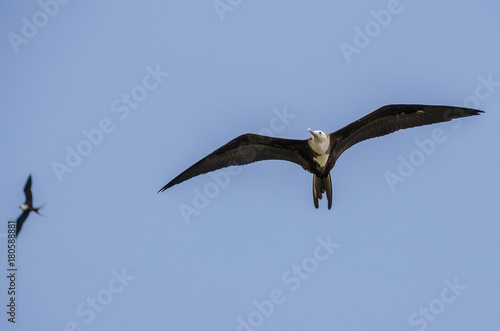 Magnificent Frigatebird soaring in the sky