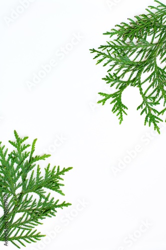 Green branches isolated