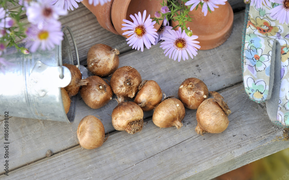Bulbs of flowers on table of gardening Bulbs of flowers on table of gardening