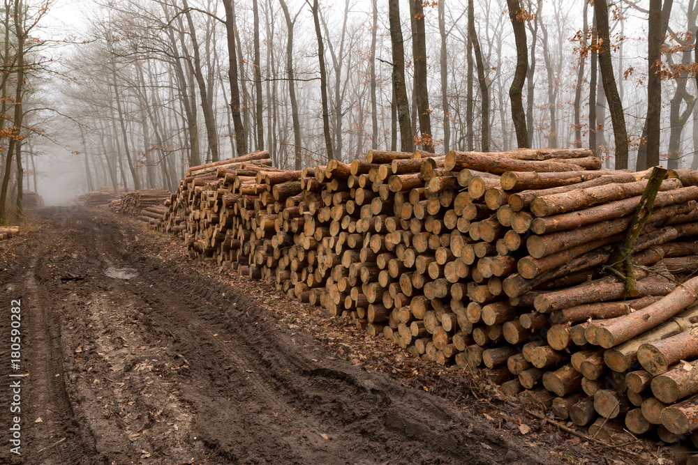 Big pile of wood in the forest