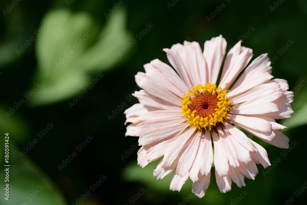 Beautiful flower in the garden close up Beautiful flower in the garden close up