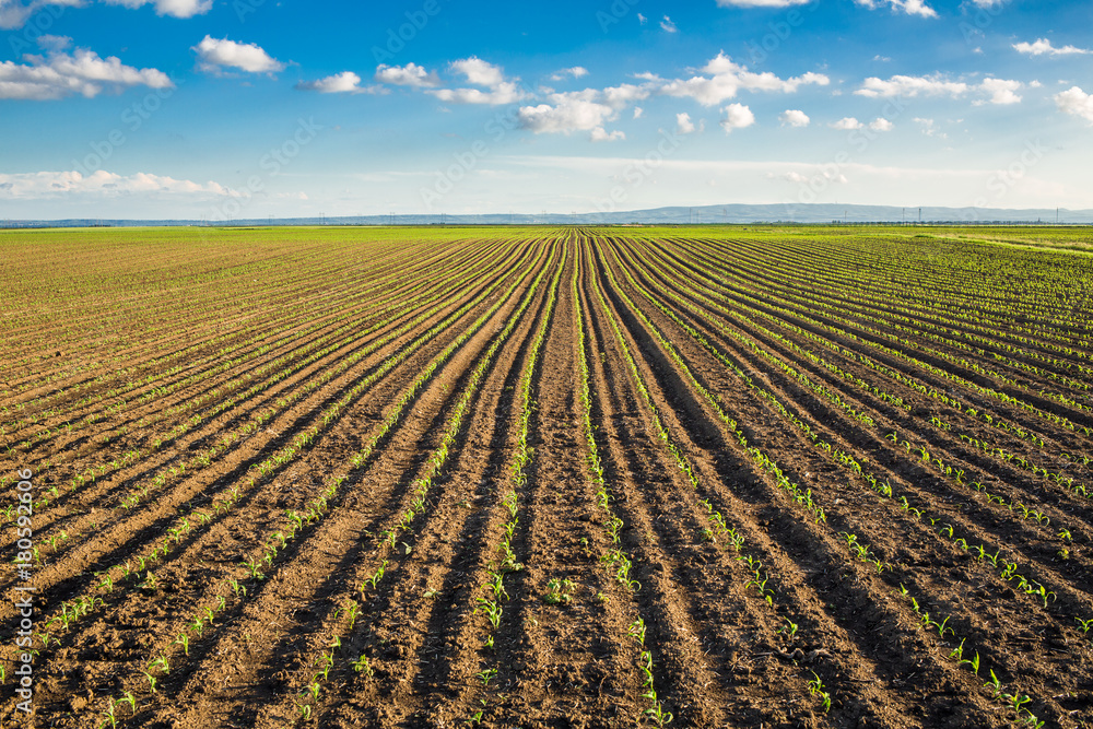 Green corn maize field in early stage