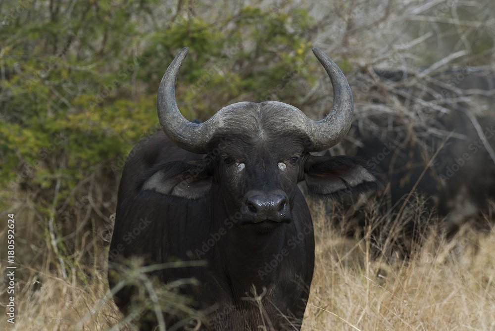 Bovidae, Cape buffalo, Bovidae, Cape buffalo,